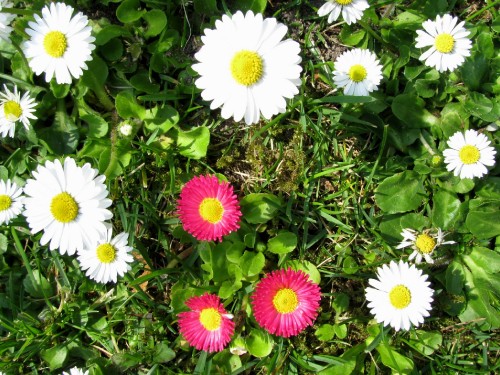 Image white and pink flowers with green leaves