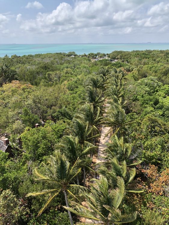 vegetation, shrubland, rainforest, Oil palms, palm trees