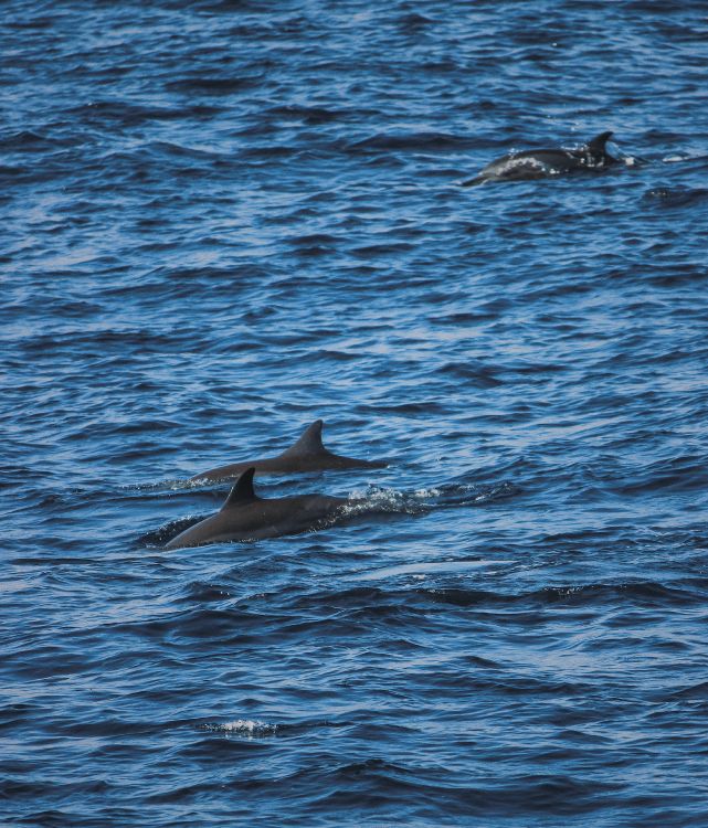 Dolphin, Agua, Biología Marina, Stenella, Cetacea. Wallpaper in 4130x4827 Resolution