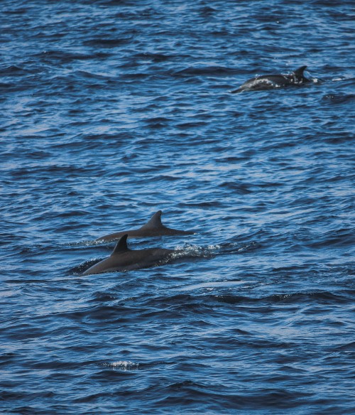 Image dolphin, water, marine biology, stenella, cetacea