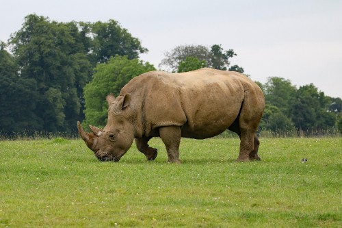 Image brown rhinoceros on green grass field during daytime