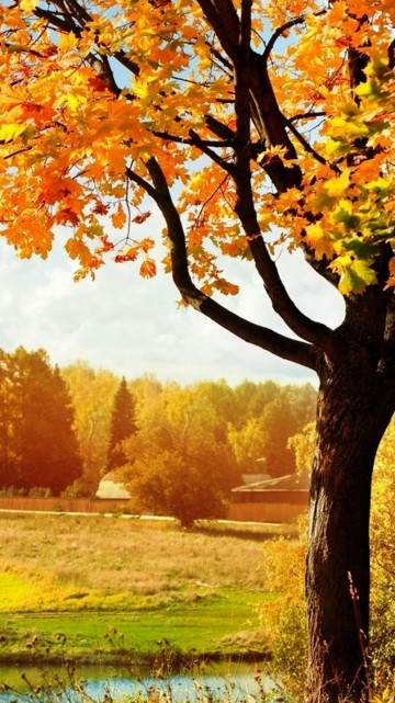 Image orange and yellow maple tree on green grass field during daytime