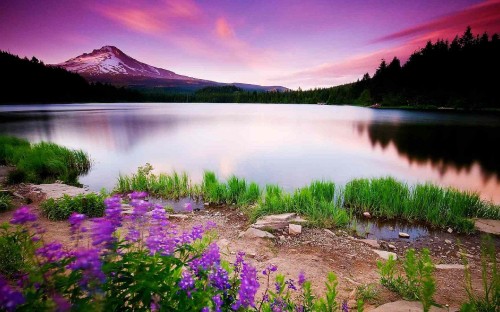 Image purple flowers near lake during sunset