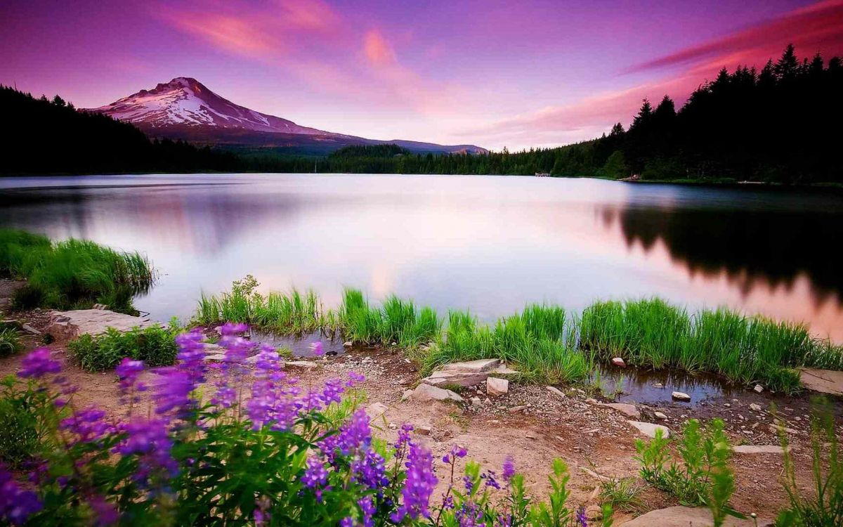 purple flowers near lake during sunset