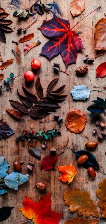 Feuille, Côte Reine, Brown, Orange, Textile. Wallpaper in 1420x3000 Resolution