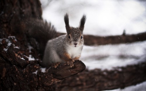 Image gray and white squirrel on brown tree branch