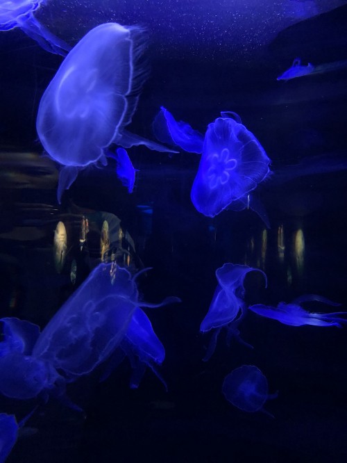 Image jellyfish, blue, underwater, electric blue, bioluminescence