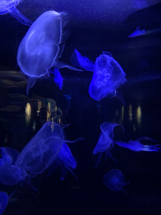 jellyfish, blue, underwater, electric blue, bioluminescence