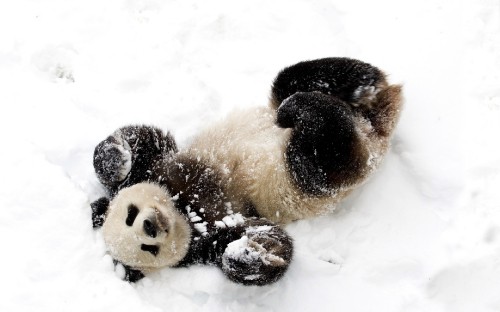 Image brown and black dog lying on snow covered ground