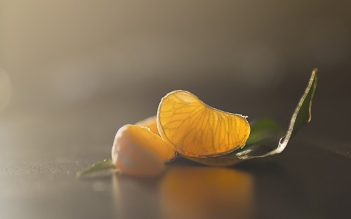 Image plant, liquid, petal, pollinator, natural landscape