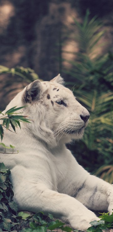 Image white tiger lying on ground