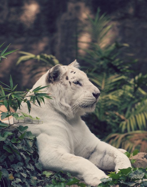 Image white tiger lying on ground