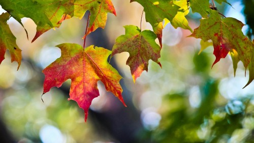 Image red maple leaf in tilt shift lens