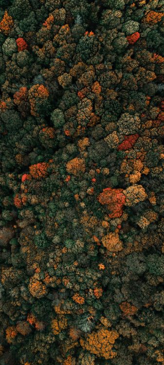 tree, flower, plant, orange, groundcover