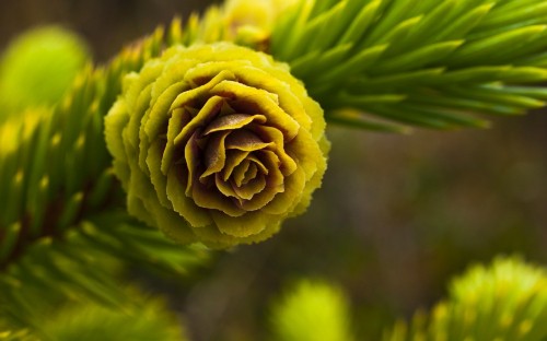 Image yellow flower in macro lens photography