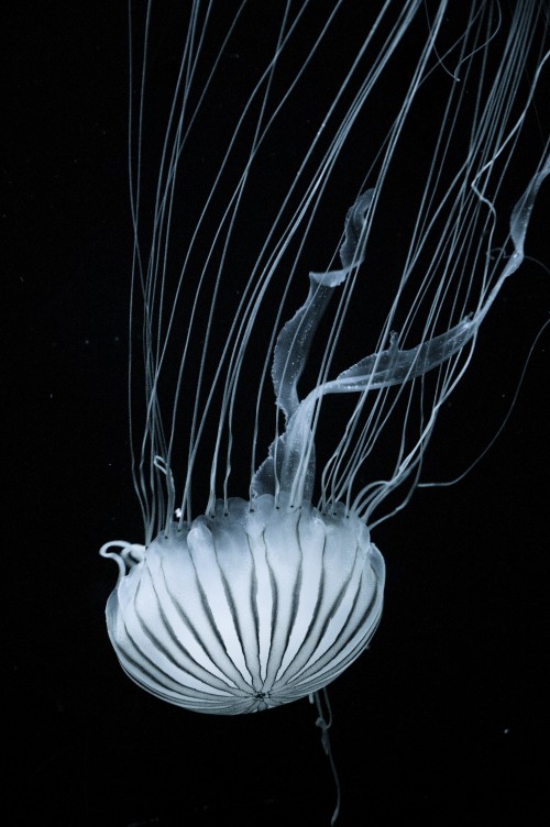 Image jellyfish, marine invertebrates, cnidaria, bioluminescence, water