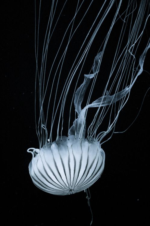 jellyfish, marine invertebrates, cnidaria, bioluminescence, water