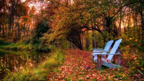 Image brown wooden bench on green grass field near brown trees during daytime