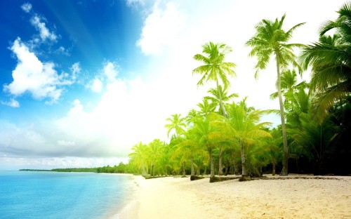 Image green palm trees on beach shore during daytime