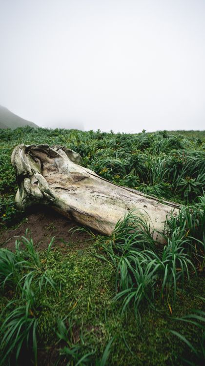 Vegetation, Holz, Naturlandschaft, Stamm, Gras. Wallpaper in 3363x6000 Resolution