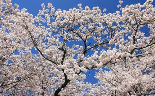 Image white cherry blossom under blue sky during daytime