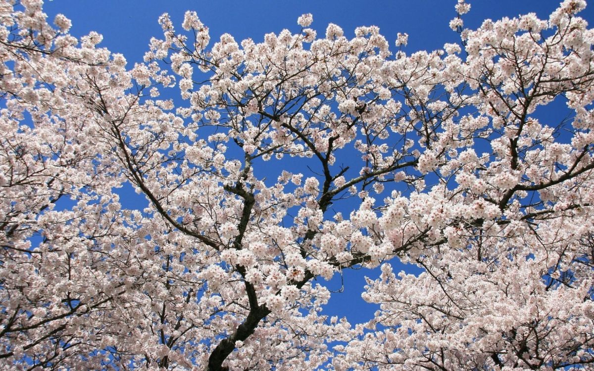 Weiße Kirschblüte Unter Blauem Himmel Tagsüber. Wallpaper in 1920x1200 Resolution