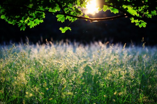 Image green grass field during daytime