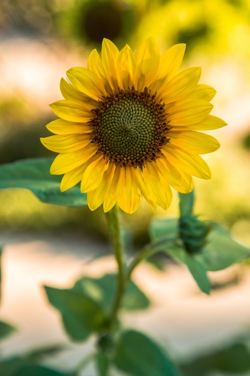 Image yellow sunflower in close up photography