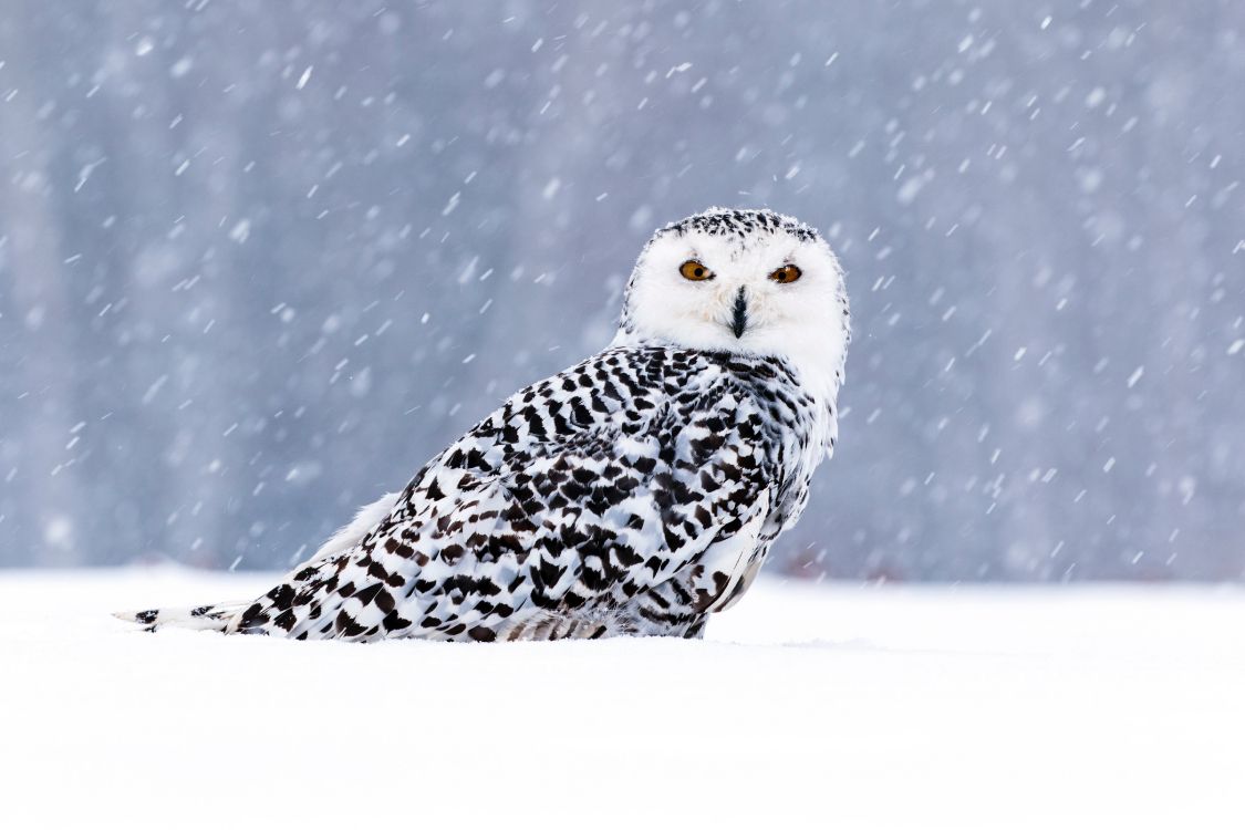 Chouette Blanche et Noire Sur Sol Couvert de Neige. Wallpaper in 5472x3648 Resolution