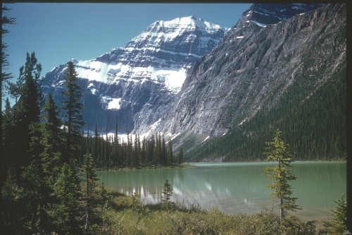 Image green pine trees near lake and snow covered mountain during daytime