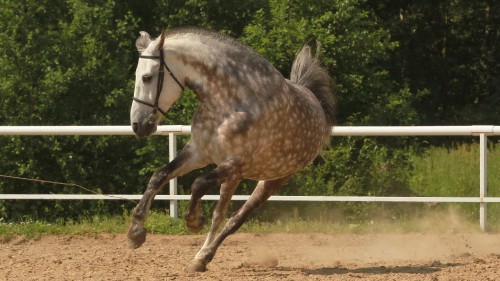 Image brown and white horse standing on brown soil during daytime