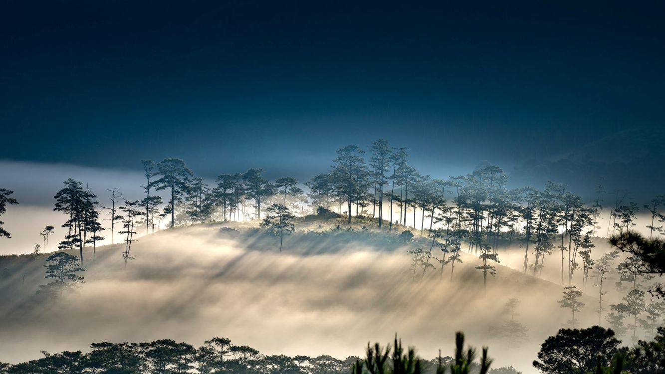 矢量图形, 气氛, 自然景观, 植被, 树枝 壁纸 5120x2880 允许