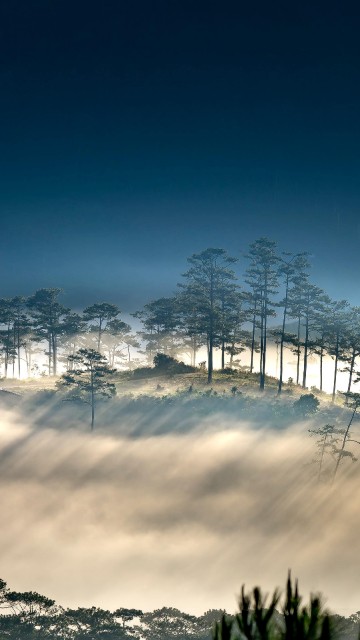 Image vector graphics, illustration, cloud, atmosphere, plant