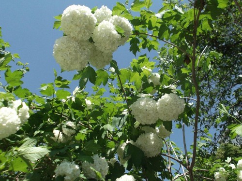 Image white flowers on green tree under blue sky during daytime