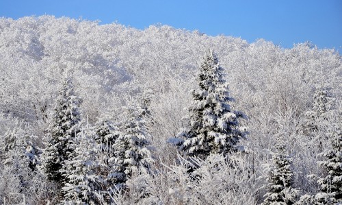 Image white trees under blue sky during daytime