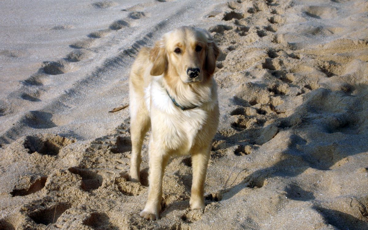 Gelber Labrador Retriever Auf Braunem Sand Tagsüber. Wallpaper in 2560x1600 Resolution