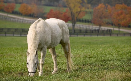 Image white horse on green grass field during daytime