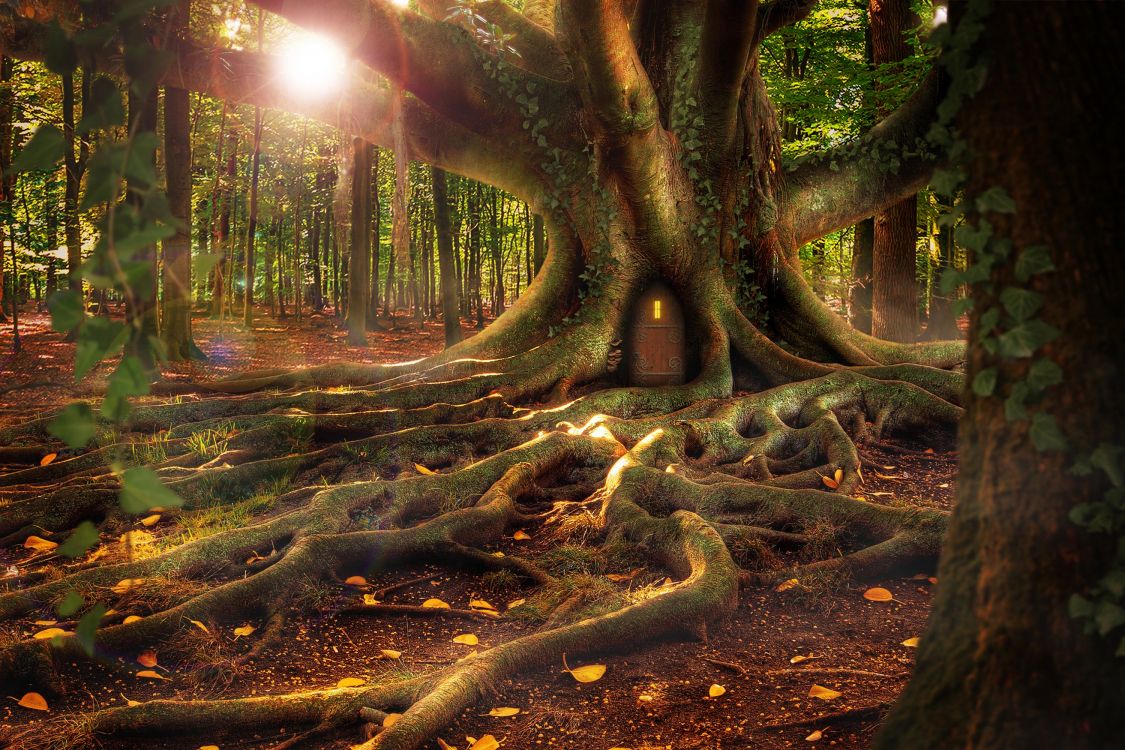 brown tree trunk on brown soil