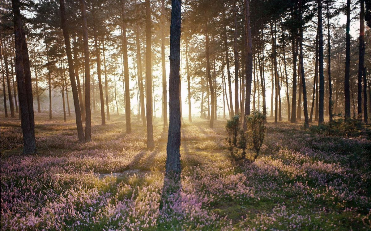 森林, 林地, 性质, 海军陆战队员, 路径 壁纸 2560x1600 允许