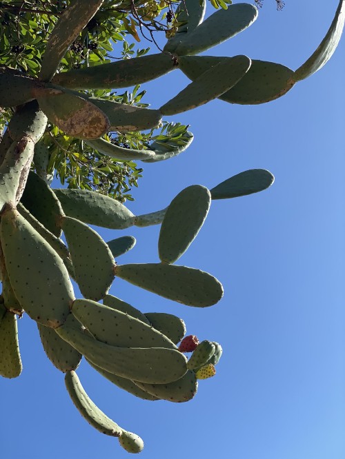 Image leaf, plant stem, biology, daytime, branch