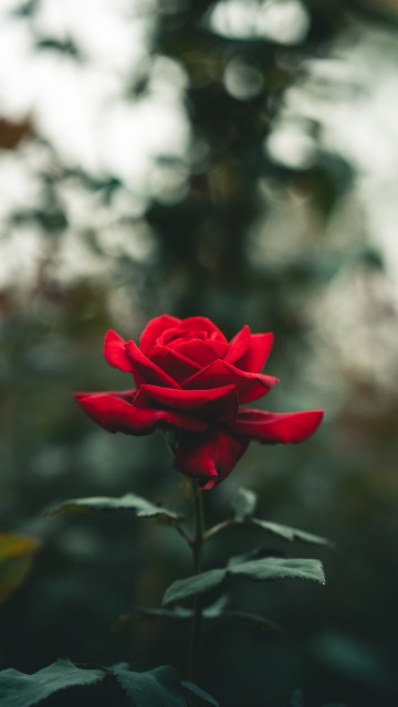 Image rose, flower, pink, plant, petal