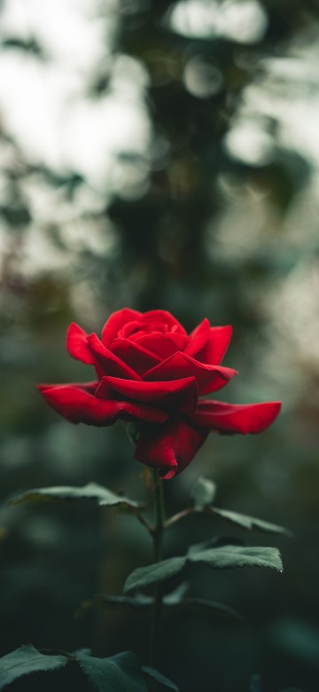 Image rose, flower, pink, plant, petal