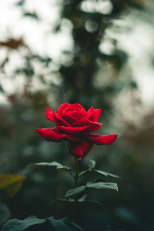 Rose, Pink, Blütenblatt, Branch, Hybrid Tea Rose. Wallpaper in 4000x6000 Resolution