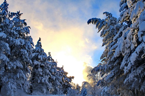 Image black bird flying over snow covered trees during daytime