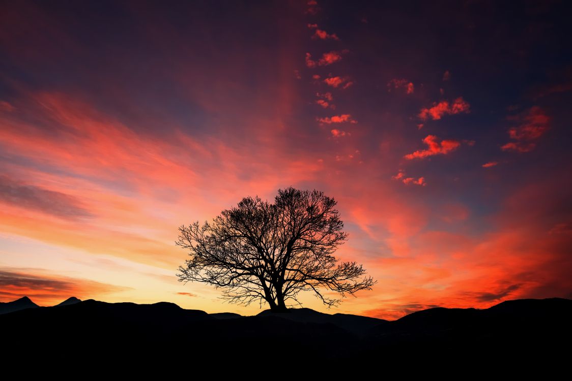 Silhouette Des Kahlen Baumes Bei Sonnenuntergang. Wallpaper in 5407x3605 Resolution