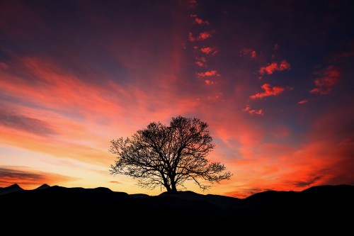 Image silhouette of bare tree during sunset