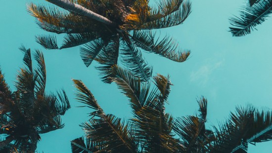 Image azure, plant, larch, terrestrial plant, tree