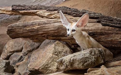 Image fennec fox, fox, wolf, birds, fawn