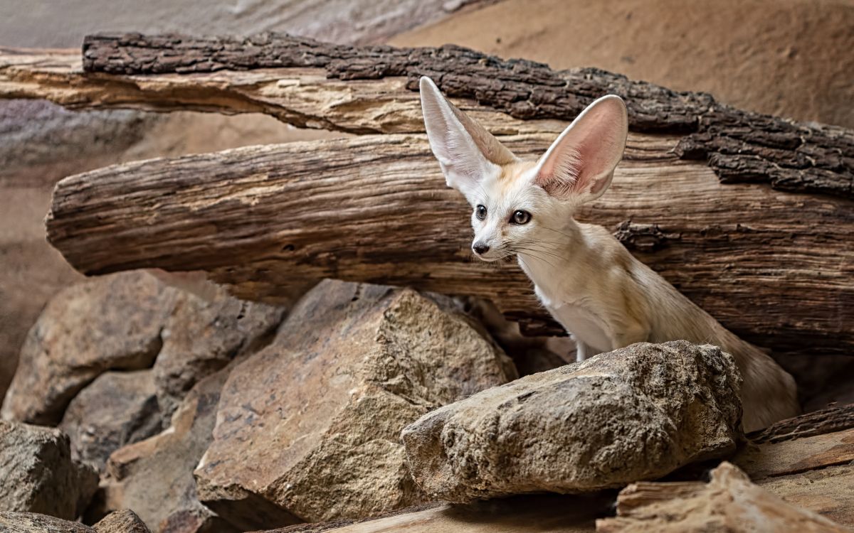 le Fennec, Fox, Faon, Pour Les Animaux Terrestres, Soubassement. Wallpaper in 2560x1600 Resolution