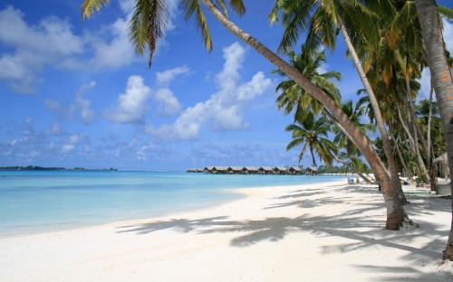 Image palm tree on beach shore during daytime